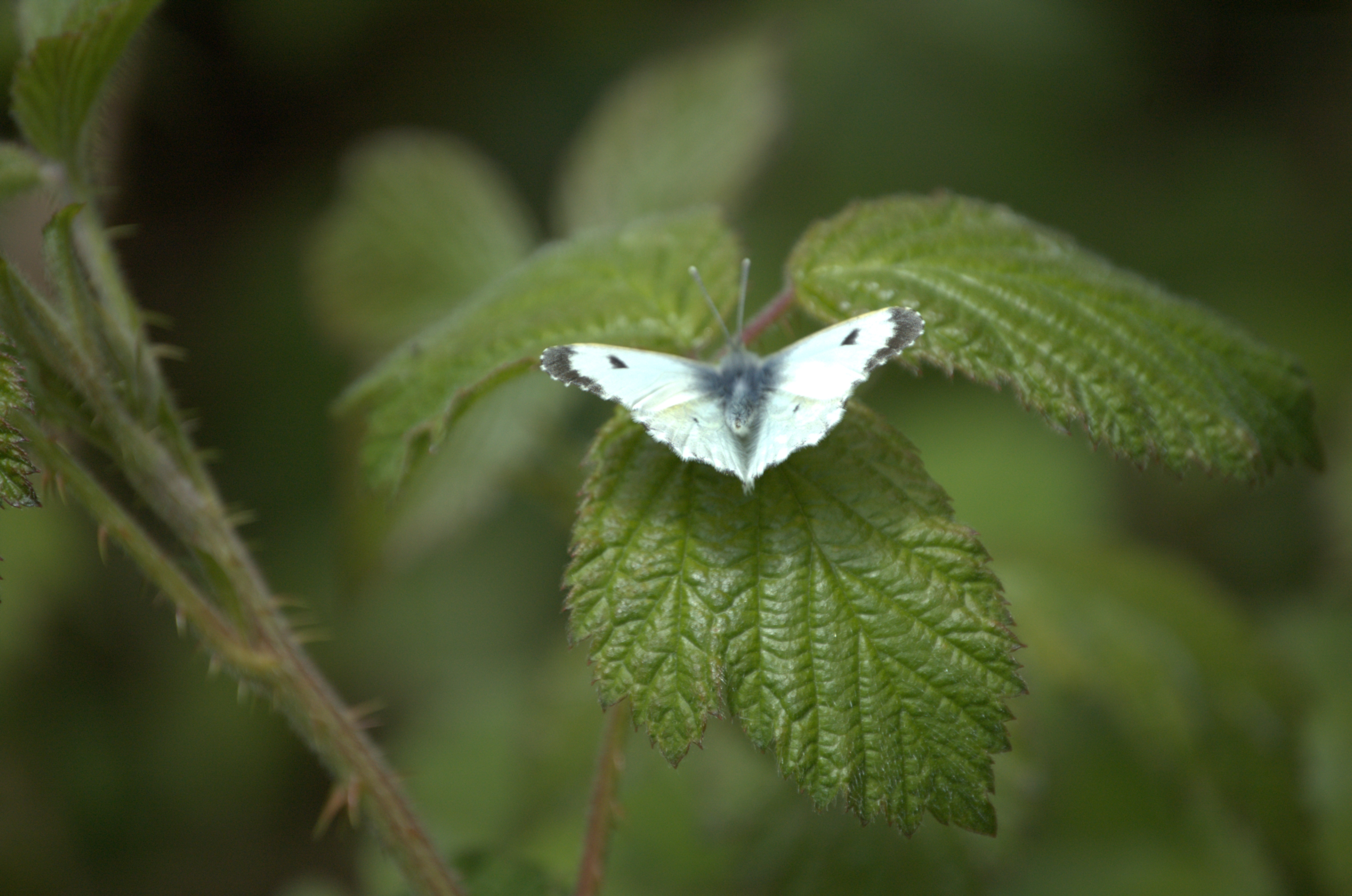 photos/wildlife/Invertebrate_Species/Butterflies/Small White/DSC_2082.jpg